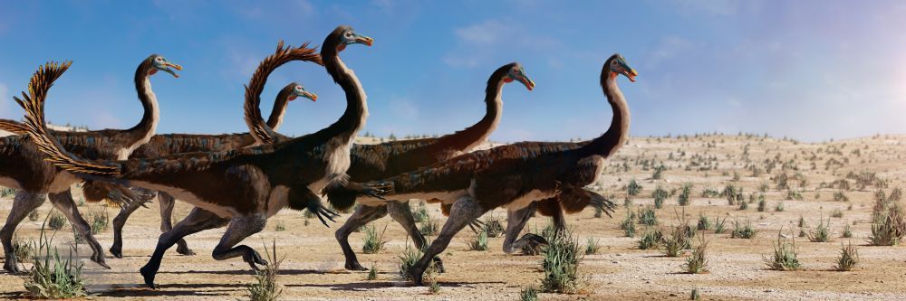 gallimimus -bullatus-dinosaur